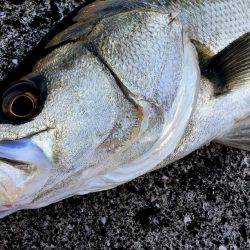 初神戸４防　復活ステラ　4本